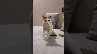 short neck cutie 💓 #cat #cute #shorts