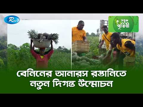 বেনিনের আনারস রপ্তানিতে নতুন দিগন্ত উন্মোচন | Sobuj Prithibe | Rtv