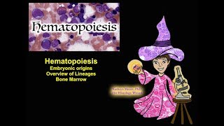 Hematopoiesis: Origins, Lineages, and Bone Marrow