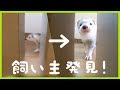 飼い主を見つけた時のフェレットの反応が必死すぎワロタw - ferret lab #187