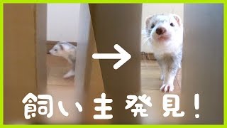 飼い主を見つけた時のフェレットの反応が必死すぎワロタw  ferret lab #187