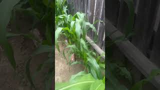 El Campo Es Lo Mejor Así Va Mi Mini Cultivo