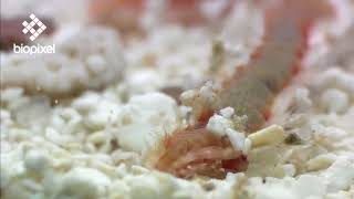 Oceanpedia Critter finder Worms Segmented Worms
