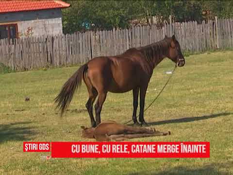 Cu bune, cu rele, catane merge înainte