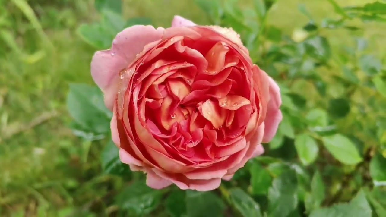 Od wiosny do jesieni w Różanym Zakątku część 2 