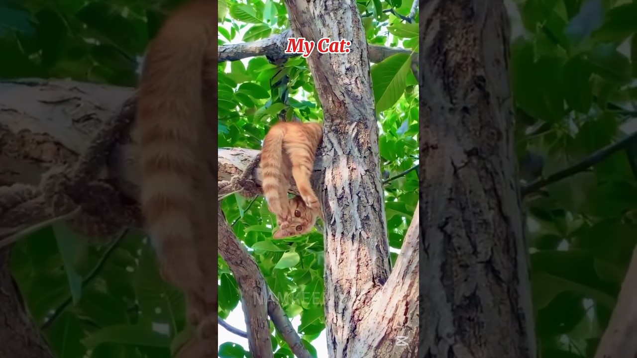 My Brother's Cat Vs My 😺 