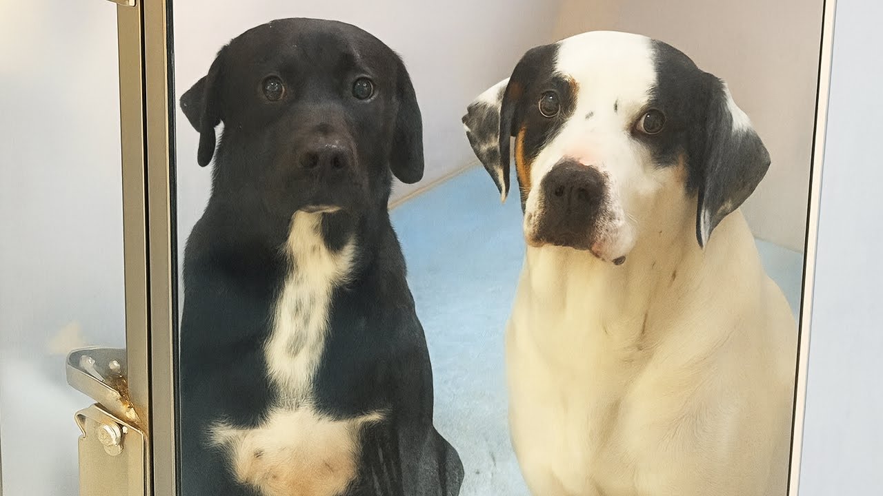 Dogs Rescued After 700 Days in Shelter - Get Best Suprise! - YouTube