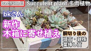 多肉植物　はこじいです　大きめ苗3箱 mqdefault.jpg
