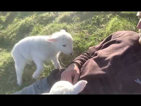 Cute Lamb Needs Doom To Be Calm