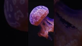 Ballpoint Plugin for After Effect download link description Content