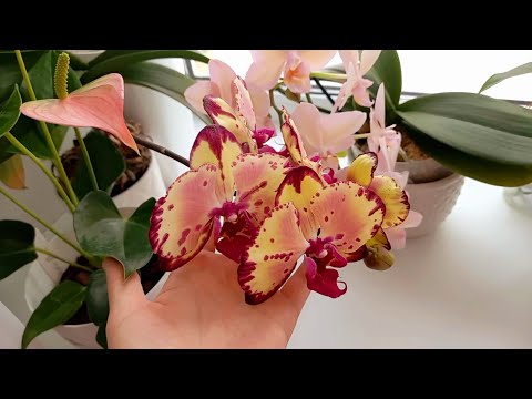 Видео: Мои комнатные растения в феврале 2026 