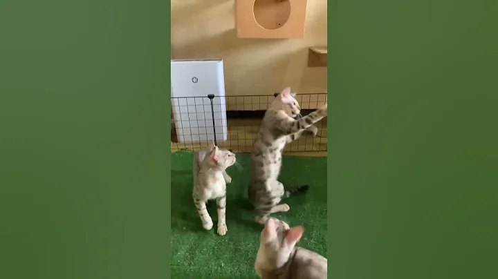 Video 11813751: cats catlover cute