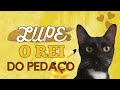 😻 O Gato Lupe | O Rei do Pedaço #gatos