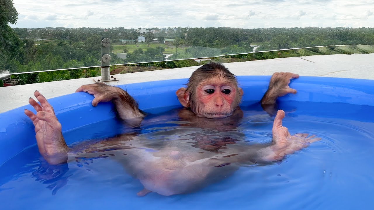 Naughty Cubis Monkey Hides From Dad To Take A Bath!