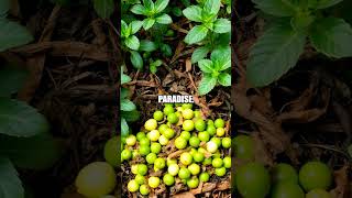 The Magic of Composting: Transforming Waste into Gold