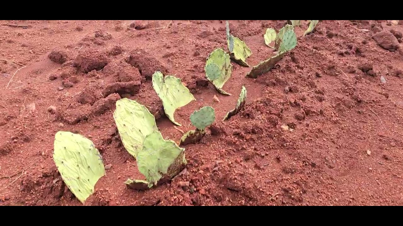 COMO ESTÃO NOSSAS PALMAS ORELHA DE ELEFANTE PLANTADAS NA SECA