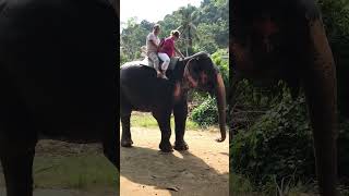 ШРИ -Ланка. Катаемся на слонах. Бедные животные. #поющийведущий #телеведущий #ведущийсвадьба
