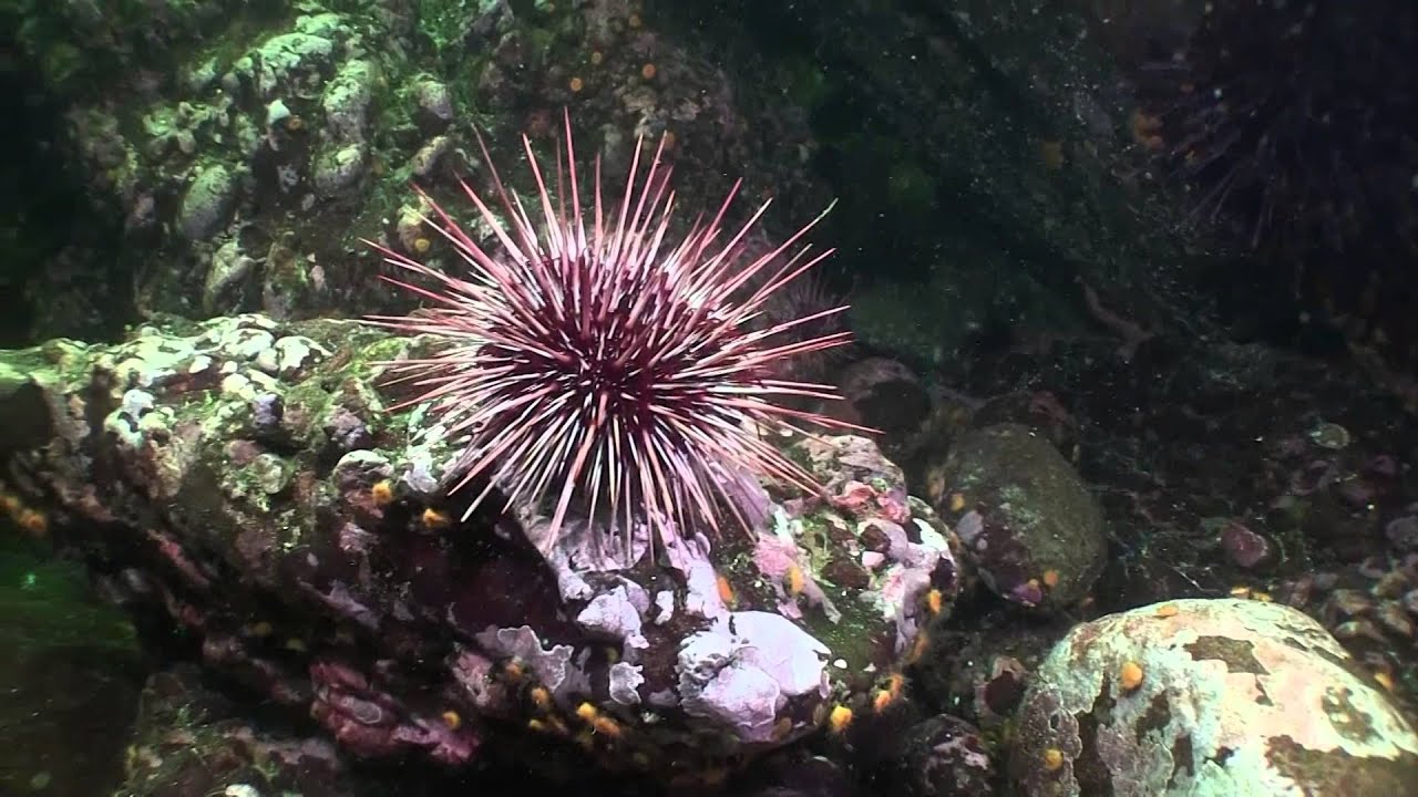 Animals of Vancouver Island YouTube Animals of Vancouver Island YouTube