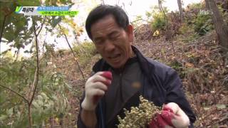 [HIT] VJ특공대 - 나무에서 소금이 나온다! 1. 20151023