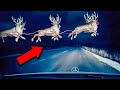 10 Times Rudolph The Rednosed Reindeer Was Caught On Camera