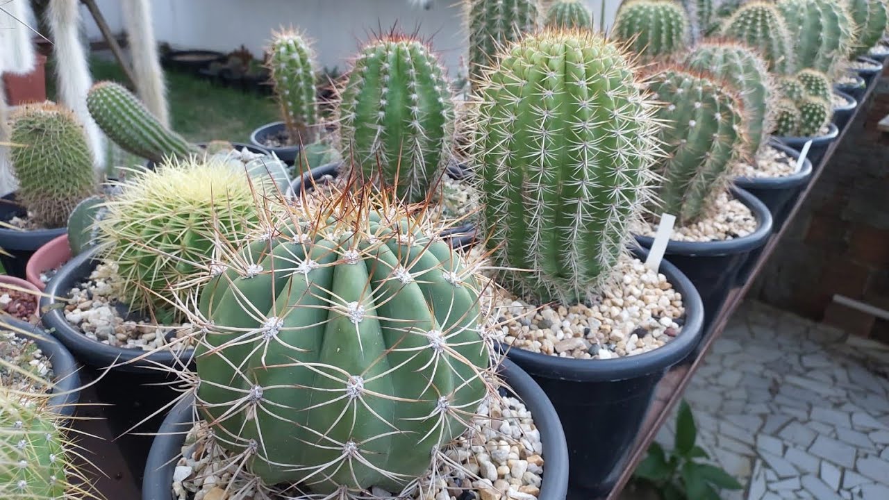 O que nós  fazemos para os CACTOS  ficarem tão  bonitos.#cactocomflor #cactos