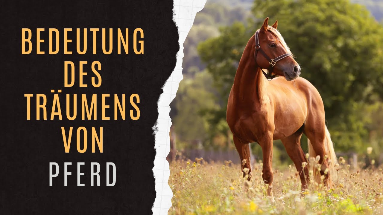Traumdeutung Von Pferd | Symbolik Von Pferd | Träumen Von Pferd | Pferd Bedeutung