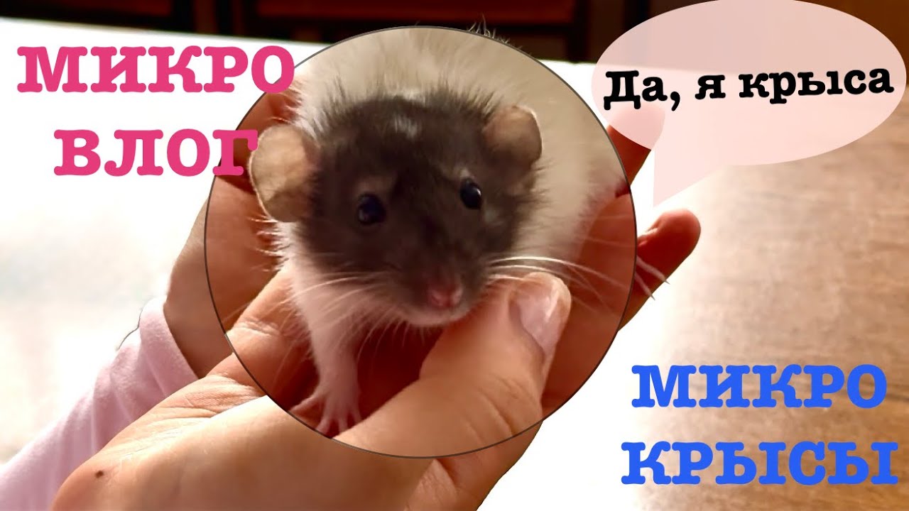 Микро влог крысы в институте 🐭💕