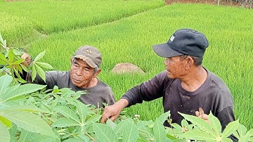 GARA GARA BORONG SINGKONG