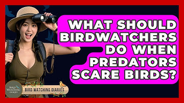 What Should Birdwatchers Do When Predators Scare Birds? - Bird Watching Diaries