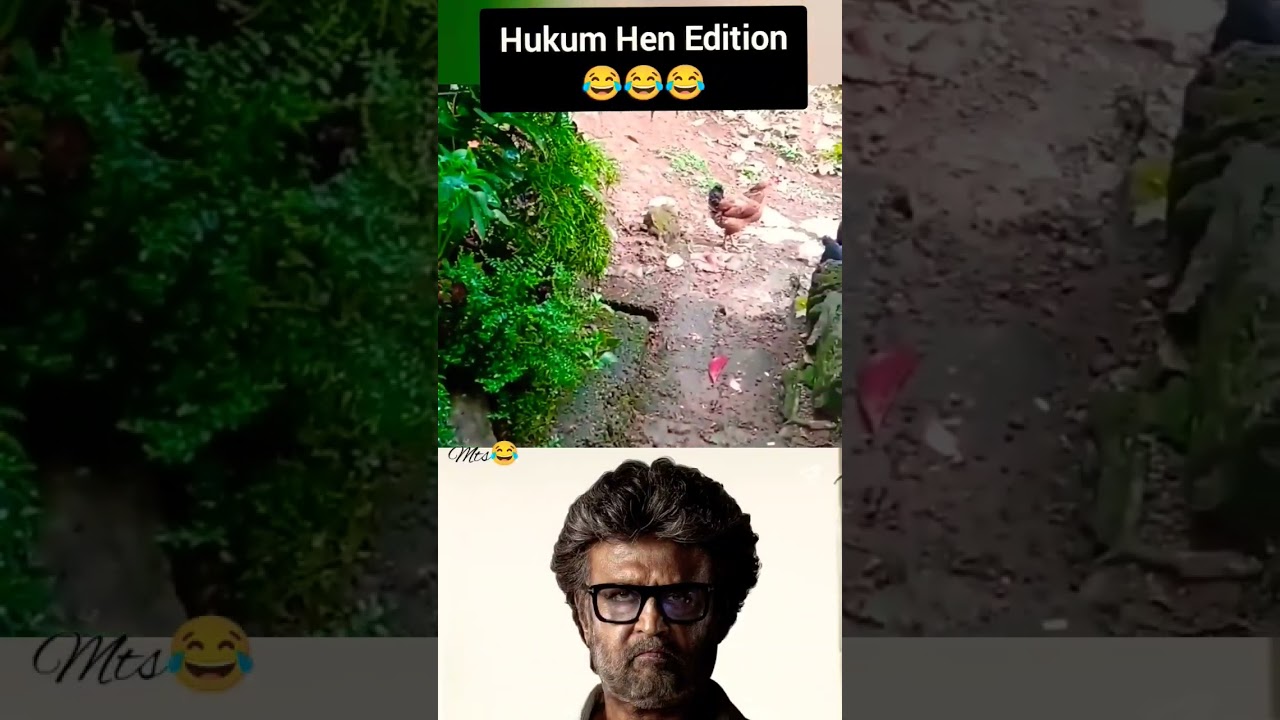hukum Hen video😂😂😂 