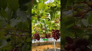 descubre como cultivar uvas en tu jardín #shortviral #uvas #uves #youtubeshorts