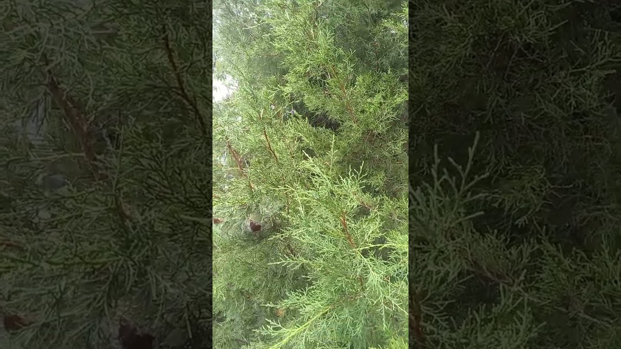 The many uses of a red cedar