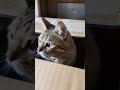 にゃん太さんとふうちゃん、スコティッシュぽん太君＃保護ネコ＃にゃん太さんとふうちゃん#shorts #猫好きさんと繋がりたい