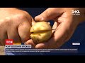 Новини України: який цьогоріч урожай ранньої картоплі та які є варіанти її приготування