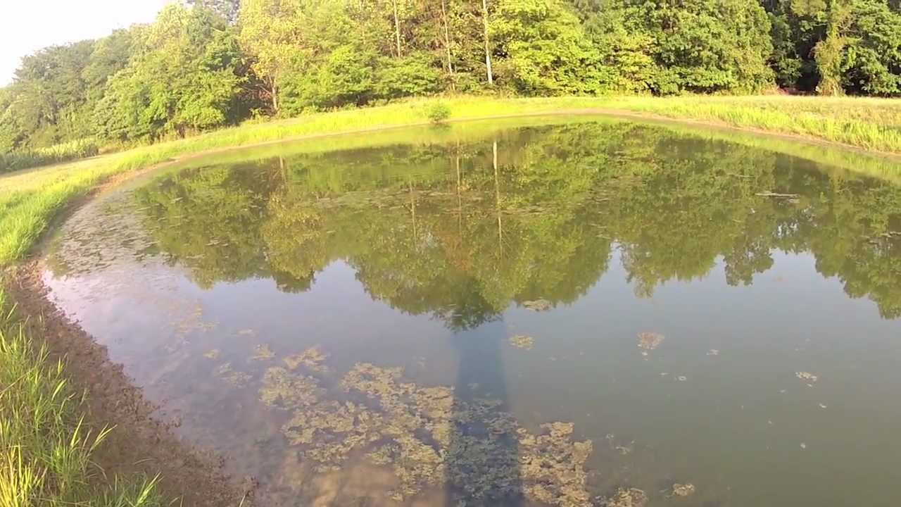 Pond Bass Fishing - YouTube