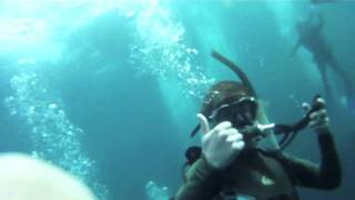 Oceans Research internship-Great white shark