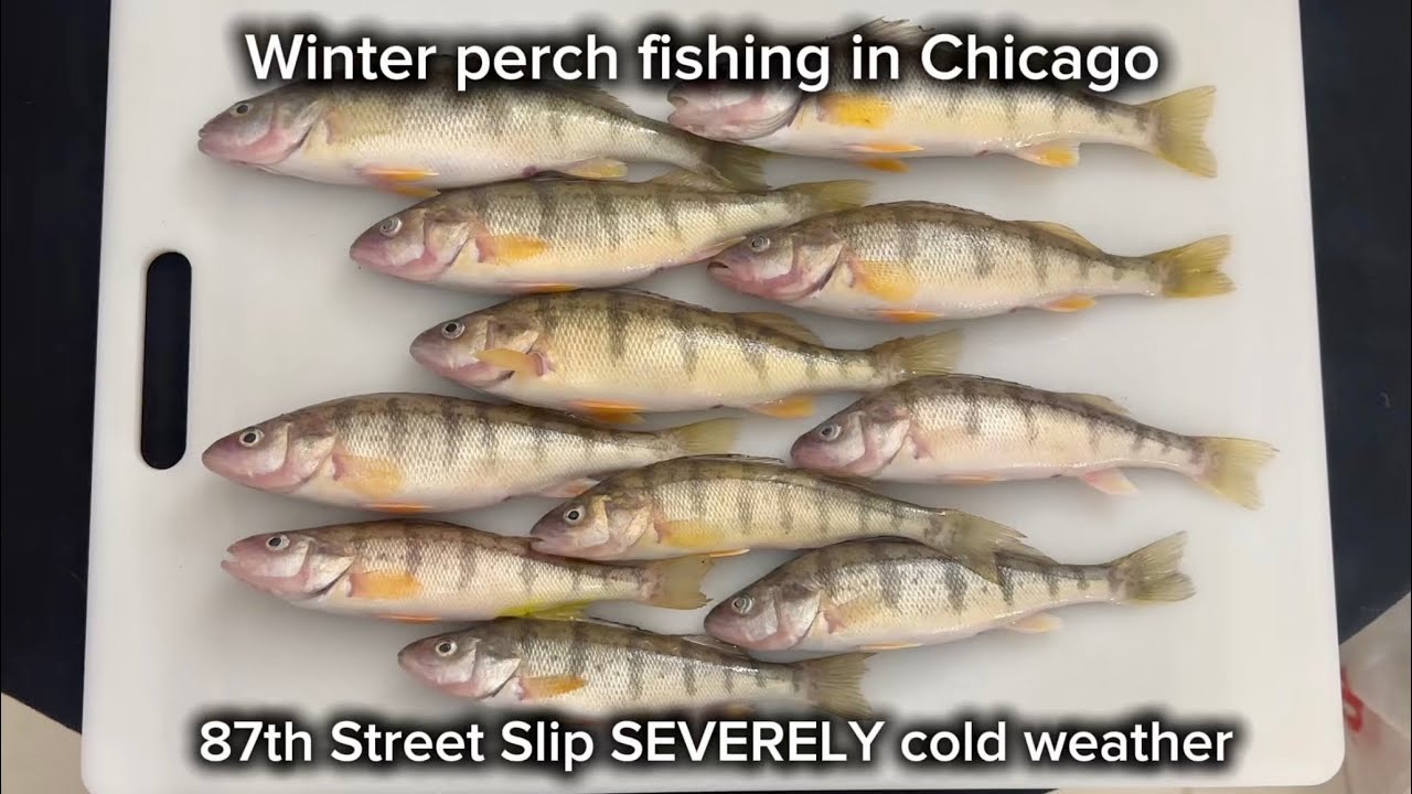 Winter perch fishing in Chicago in SEVERELY cold weather 