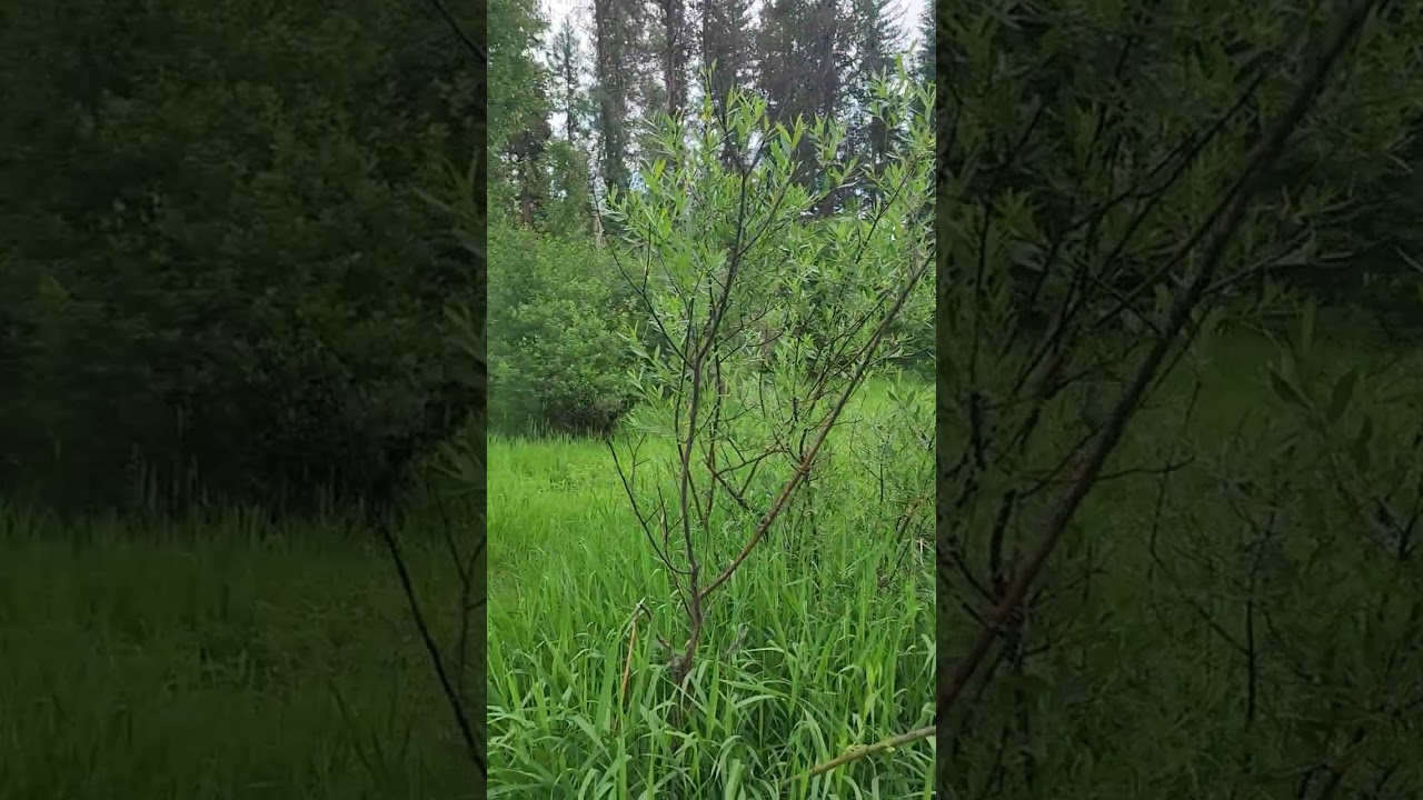 TBD Tamarack Lane, Yaak MT