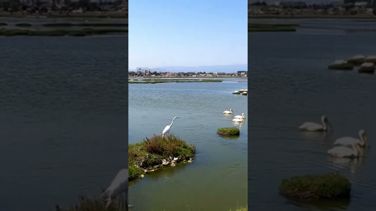 Anybody knows what kind of birds they are?