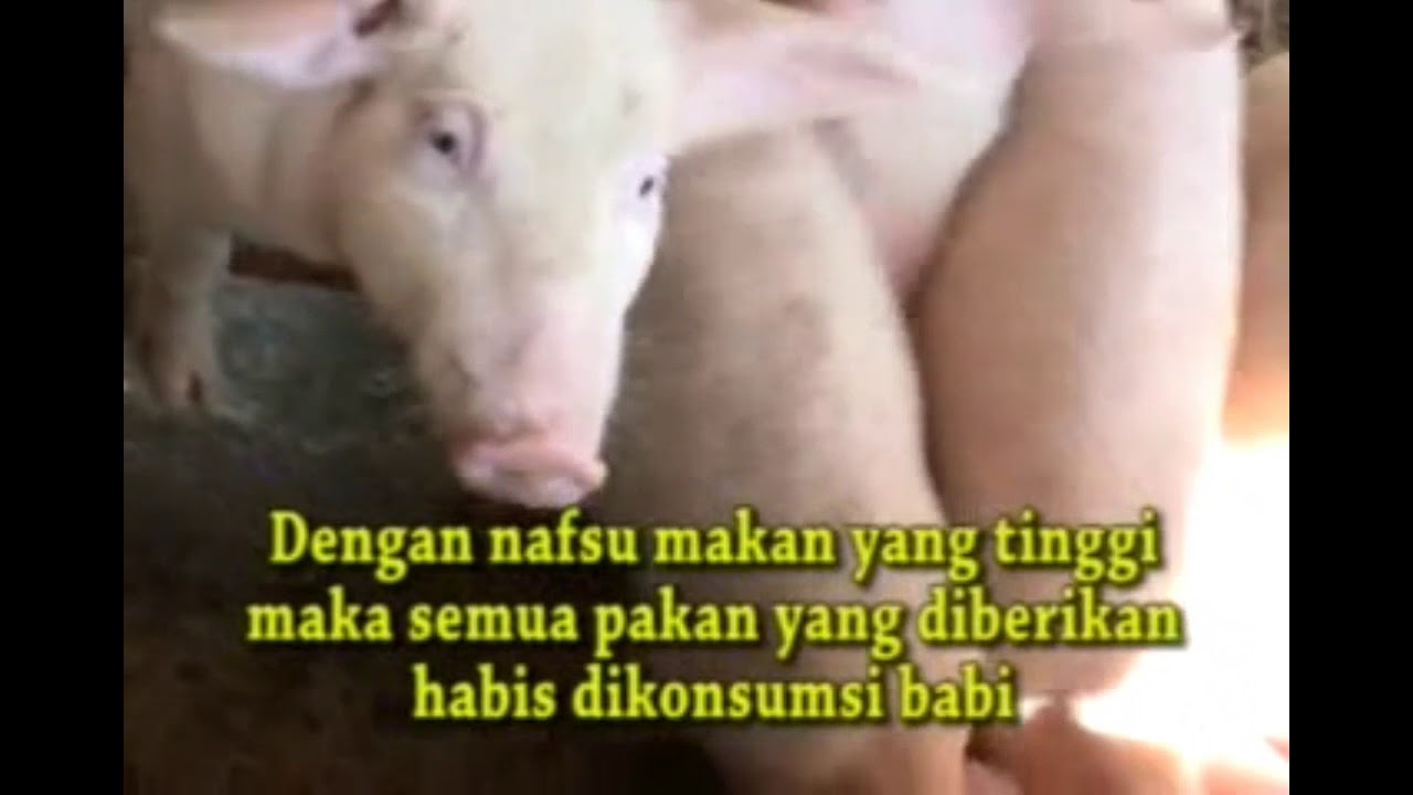 WA 0813-2691-2561 Agen Vitamin Ternak Babi Lembata | Cara Ternak Babi