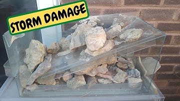 STORM DAMAGE, Broken Fossils, King Snake Update  (Snake Island Exotics)