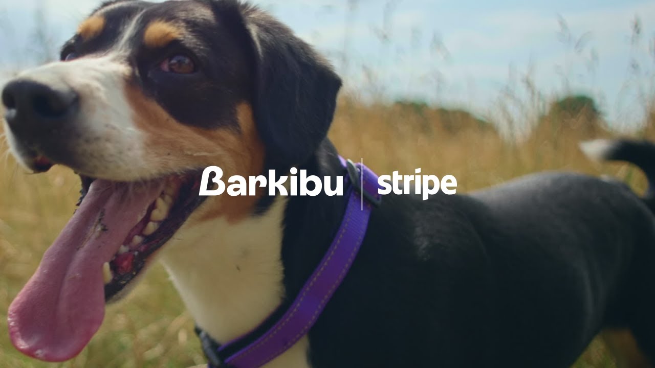 The video opens with the Barkibu, Visa, and Stripe logos. It then transitions to a woman, Patricia, founder of Barkibu,…