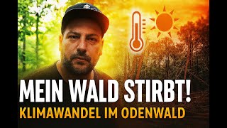 Klimawandel Im Odenwald Mein Wald Stirbt