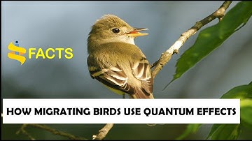 How migrating birds use quantum effects | science | facts | birds | navigation | magnetic field