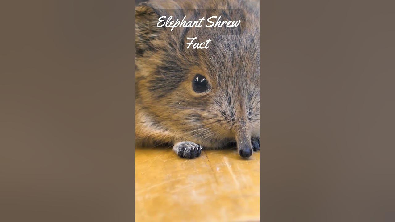 3 Elephant shrews Facts - Elephant shrews: The strange mammals that are