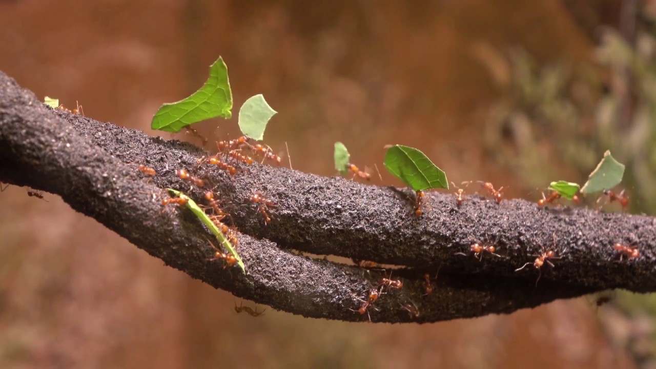 panda dub horizons 06 solace axel theslef bad karma panda dub remix