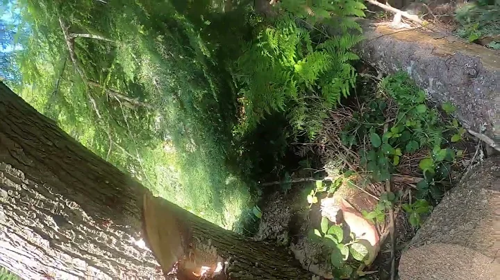 Solo rigging with a 5 to 1 rigging system from @WesSpurTreeEquipment #pnw #treeclimbing 