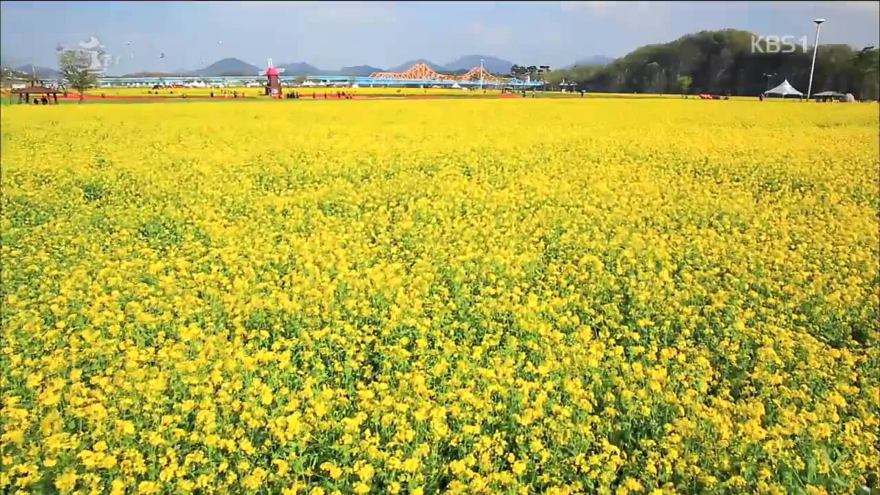 [숨터] 5월의 꽃밭, 창녕 유채밭 (2015.05.16,토)