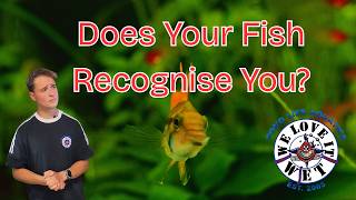 Do Fish Recognise You? What the Science Says
