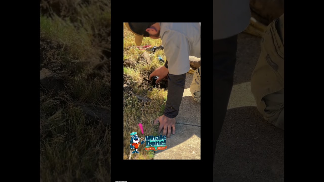 Sprinkler Head Leaking? Here’s How We Fix It in Allen, TX 💧